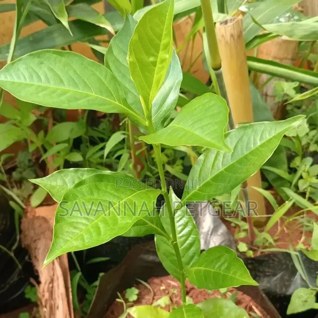 Baobab Seedlings for Sale - 1