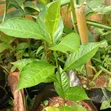 Baobab Seedlings for Sale - 1