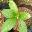 Baobab Seedlings for Sale - 2