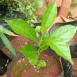 Baobab Seedlings for Sale - 3