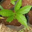 Baobab Seedlings for Sale - 4
