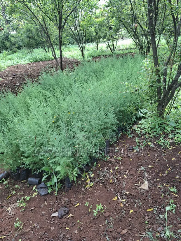 Miti Midogo ya Mkuyu wa Afrika Mashariki (Juniperus Procera) - 1