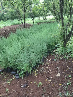 Miti Midogo ya Mkuyu wa Afrika Mashariki (Juniperus Procera)