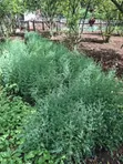 Miti Midogo ya Mkuyu wa Afrika Mashariki (Juniperus Procera) - 2