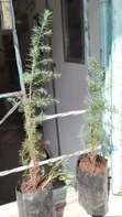 Miti Midogo ya Mkuyu wa Afrika Mashariki (Juniperus Procera) - 3