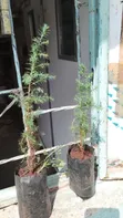 Miti Midogo ya Mkuyu wa Afrika Mashariki (Juniperus Procera) - 4