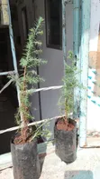 Miti Midogo ya Mkuyu wa Afrika Mashariki (Juniperus Procera) - 5