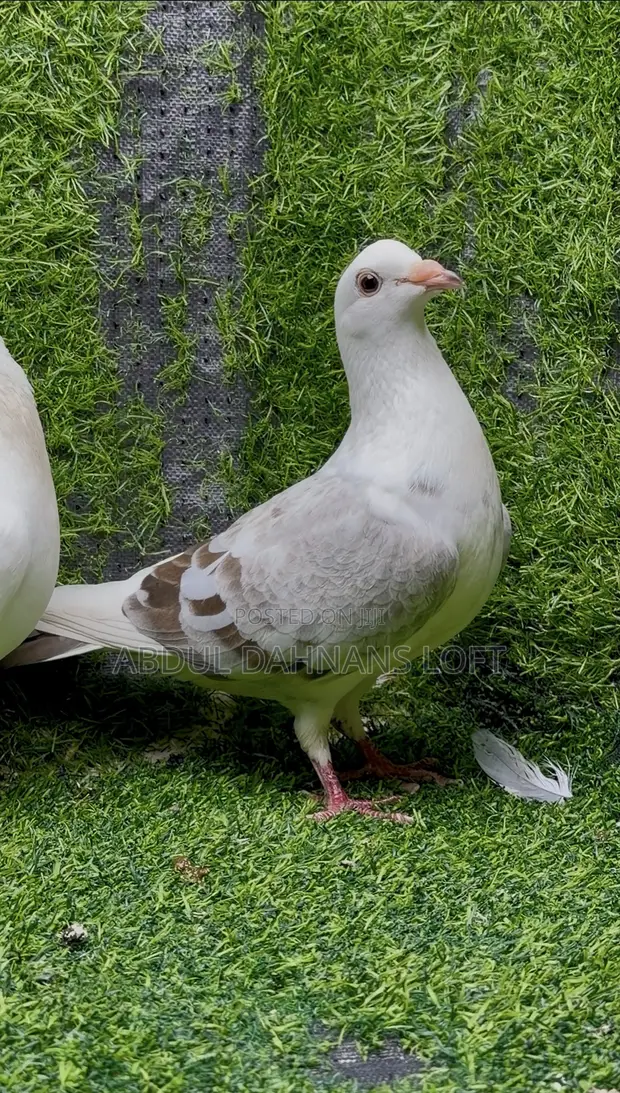Saddle Racing Pigeon Breeding Pair - 1