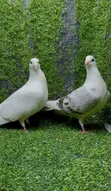Saddle Racing Pigeon Breeding Pair - 2