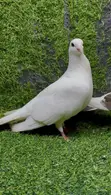 Saddle Racing Pigeon Breeding Pair - 3