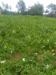 50x100 Plot for Sale in Magumu - 1