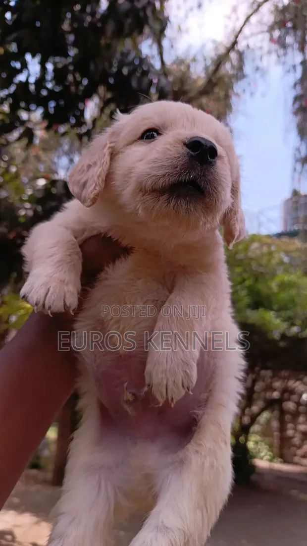 Purebred Golden Retriever Puppy (1-3 Months) - 1