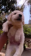Purebred Golden Retriever Puppy (1-3 Months) - 1