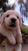 Purebred Golden Retriever Puppy (1-3 Months) - 2