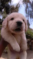 Purebred Golden Retriever Puppy (1-3 Months) - 3