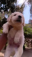 Purebred Golden Retriever Puppy (1-3 Months) - 4