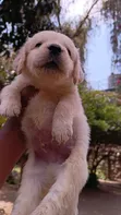 Purebred Golden Retriever Puppy (1-3 Months) - 5