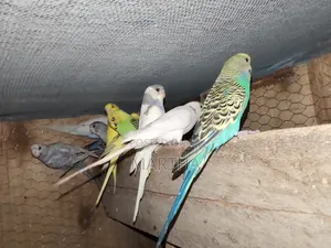 Healthy Budgies (Parakeets) for Sale