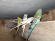 Healthy Budgies (Parakeets) for Sale - 1
