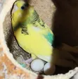 Healthy Budgies (Parakeets) for Sale - 2