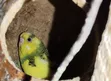 Healthy Budgies (Parakeets) for Sale - 3