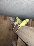 Healthy Budgies (Parakeets) for Sale - 5