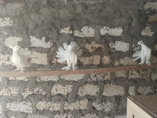 Indian Fantail Pigeons - Mature White Females - 1