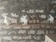 Indian Fantail Pigeons - Mature White Females - 1