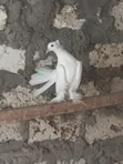 Indian Fantail Pigeons - Mature White Females - 2