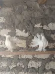 Indian Fantail Pigeons - Mature White Females - 3