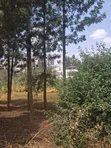 Prime 1/2 Acre Land on Kiambu Road, Opposite KIST - 1