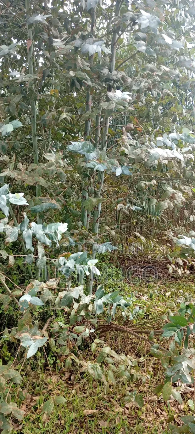 3 Acres Fertile Land for Sale in Nyandarua County - 1