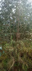 3 Acres Fertile Land for Sale in Nyandarua County - 2