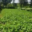 Macvast Gatanga Land for Sale - 2