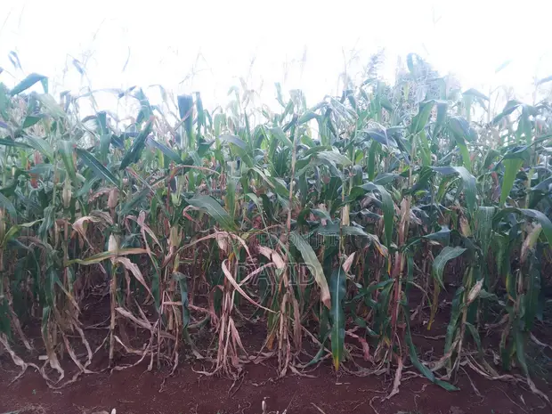 Half Acre Land for Sale in Gathigiini, Mwea East - 1