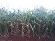 Half Acre Land for Sale in Gathigiini, Mwea East - 1