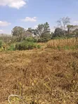 Mushrooms Gardens Kiambu Road 1/2 Acre Prime Land - 5