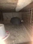 Adult Male Guinea Fowl - 1