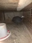 Adult Male Guinea Fowl - 2