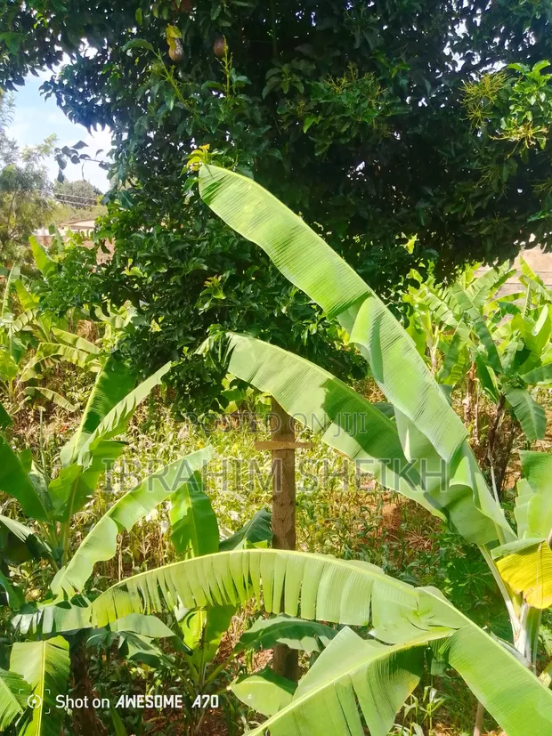 4 Acres Land for Sale in Kaanwa, Chuka - 1