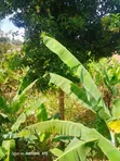 4 Acres Land for Sale in Kaanwa, Chuka - 1