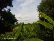 4 Acres Land for Sale in Kaanwa, Chuka - 2