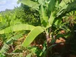 4 Acres Land for Sale in Kaanwa, Chuka - 3