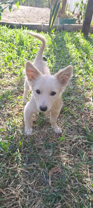 Mbwa wa Kiume Mchanganyiko wa Japani Spitz, Miezi 3-6