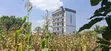 75x100 Plot for Sale - Kabete Gathiga - 2