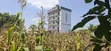 75x100 Plot for Sale - Kabete Gathiga - 3