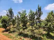 Kenyatta Road Croton Estate Residential Land - 2