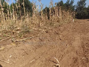 50x100 Residential Plots for Sale - Kikuyu Kamangu