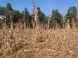 50x100 Residential Plots for Sale - Kikuyu Kamangu - 4