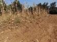 50x100 Residential Plots for Sale - Kikuyu Kamangu - 5